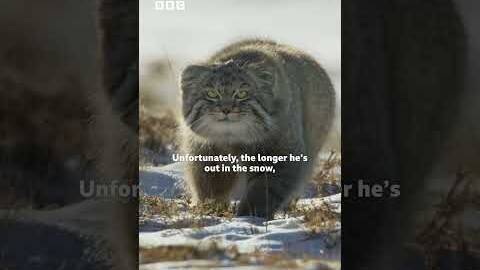 No wonder they're hangry! 😹⁣ - BBC