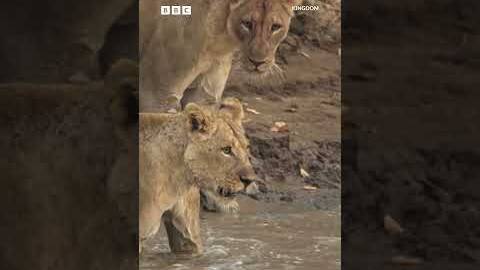 Lion cubs cross croc-infested waters | Kingdom  - BBC