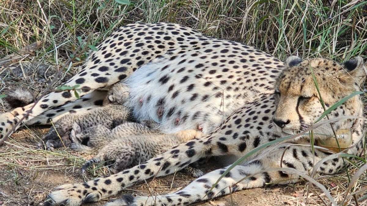 South African cheetah gives birth to cubs in Indian national park