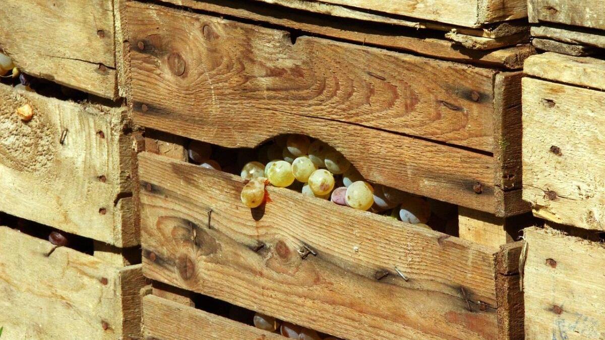 Why Europe is about to get hit with an OVERSUPPLY of SA grapes